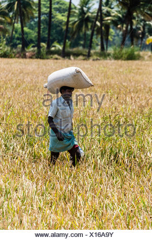 Worker Carrying Rice Sack on Head nearby Rice carrying Goods Lorry.A ...