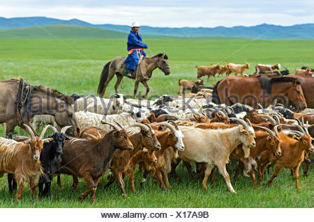 Mongolian nomad on horse, herding cashmere goats (Capra hircus Stock ...