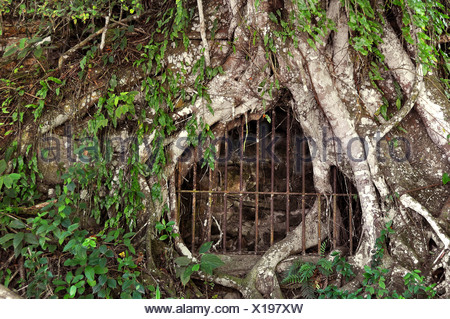 Overgrown prison cell in the jungle, rainforest on Ilha Grande, Brazil ...