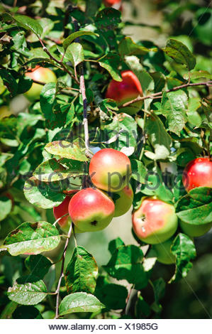 Apple Tree with mellow fruits Stock Photo: 281368670 - Alamy