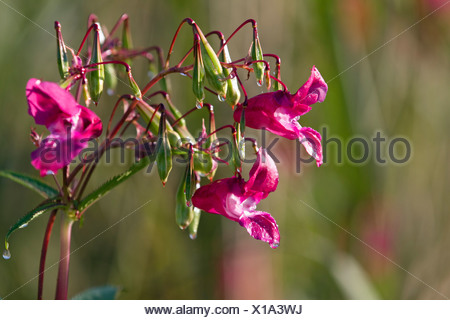 Himalayan Balsam (Impatiens glandulifera), flowers and seed capsules, neophyte, Germany, Europe