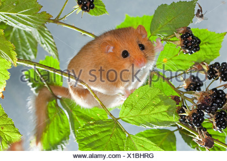 Wild blackberry branch in german garden. Branch with black ...