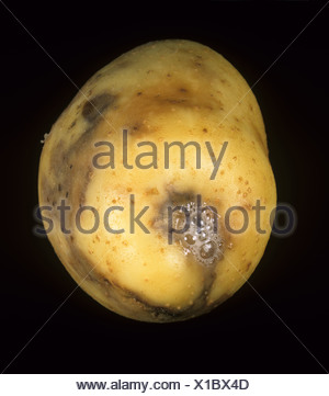 Ring rot Corynebacterium sepedonicum potato tuber stolon end damage ...