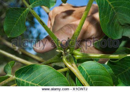 Agriculture - Killed immature walnuts caused by a heavy unusual Spring freeze / near Dairyville, California, USA.