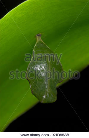 Graphium colonna Butterfly Pupae, chrysalis hanging underneath leaf ...