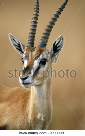 THOMSON’S GAZELLE Gazella thomsoni close up of the feet and hooves ...