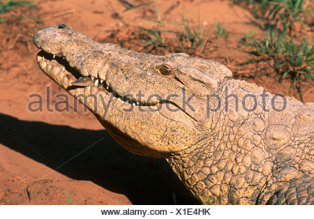 Close Up of a Nile Crocodile (Crocodylus niloicus) with Young in Mouth