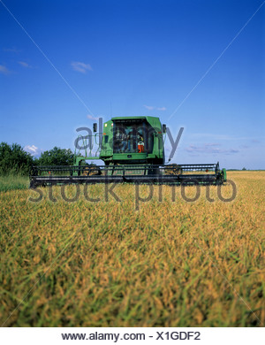 how-long-rice-mature-louisiana