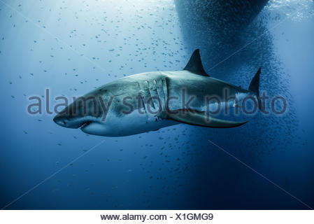 Great White Shark Carcharodon Megalodon Swimming Under