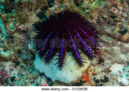 Poisonous Crown-of-Thorns Starfish (Acanthaster planci) at a reef Stock