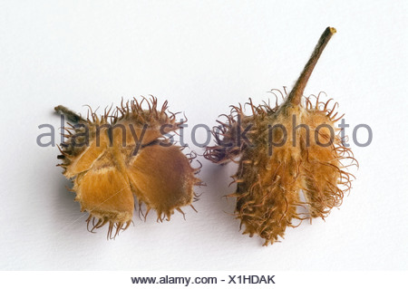 Beech Nut Shell