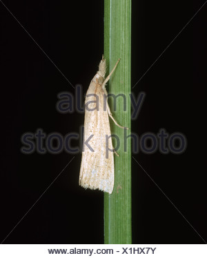 Striped stem borer (Chilo suppressalis) moth on rice stem Stock Photo ...