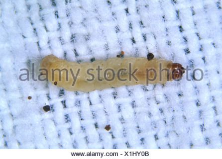 Clothes moth Tineola bisselliella larva on material Stock Photo ...