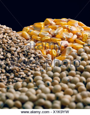 CORN, WHEAT AND SOYBEANS / STUDIO Stock Photo: 52694731 - Alamy
