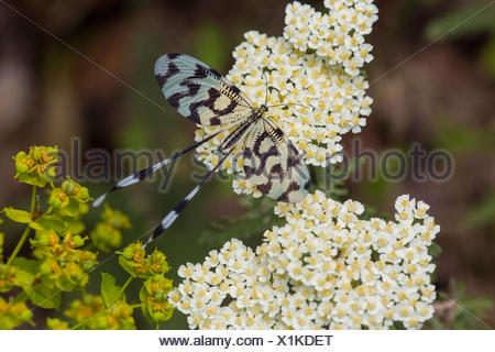 Thread-winged lacewing, Greece (Nemoptera sinuata)