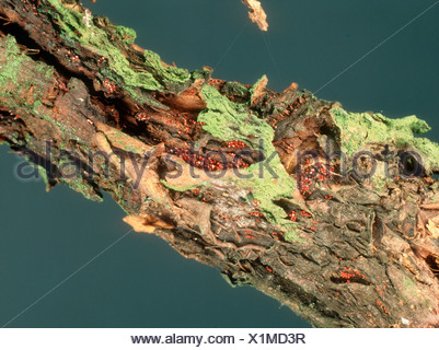 Apple canker Neonectria ditissima lesions on young branch of an apple ...