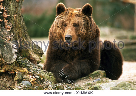 URSUS Lot de 2 main image 1