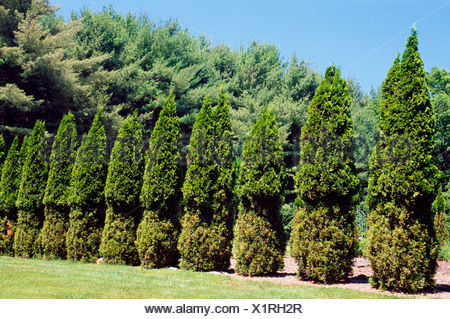 DEER DAMAGE TO ARBORVITAE HEDGE (THUJA OCCIDENTALIS) / NEW HAMPSHIRE ...