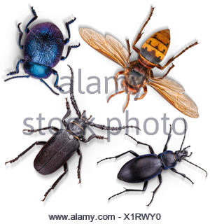 Insects set on white background illustration Stock Photo: 133497023 - Alamy