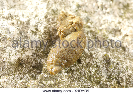 HEDGEHOG DROPPINGS Stock Photo - Alamy