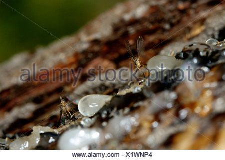 Fungus gnats, close-up Stock Photo: 27533460 - Alamy