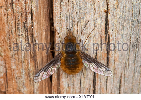 Large bee fly (Bombylius major), with long sucker, Germany