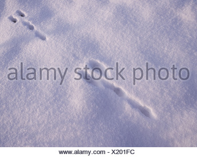 Animal (hare Or Rabbit) Footprints In The Snow Stock Photo - Alamy