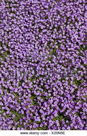 Germany, Bavaria, Small purple flowers Stock Photo: 36781257 - Alamy