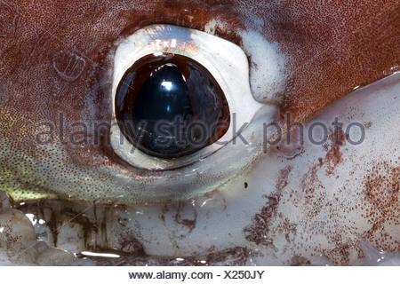 Eye of Jumbo Squid also called Humboldt Squid Dosidicus gigas Loreto ...