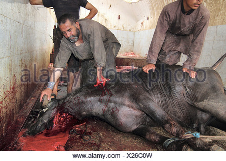 Slaughtering of cows Stock Photo: 59125258 - Alamy