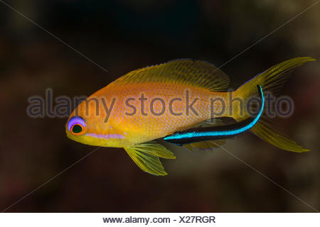 Scalefin anthias Pseudanthias squamipinnis fish wall diver Ras Stock ...
