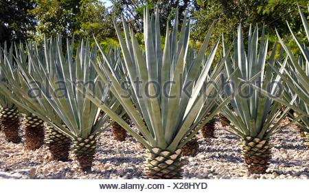 Agave tequilana plant to distill Mexican tequila liquor Stock Photo - Alamy