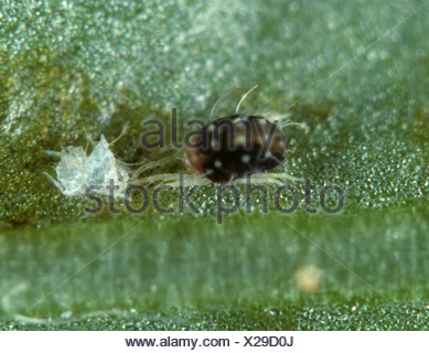 Female fruit tree red spider mite (Panonychus ulmi) which ...