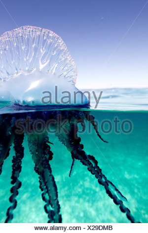 Over/under view of a Portuguese Man of War, a jelly-like marine invertebrate of the Family Physallidae.