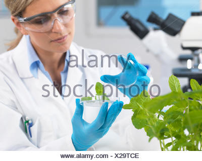 plant experimental research