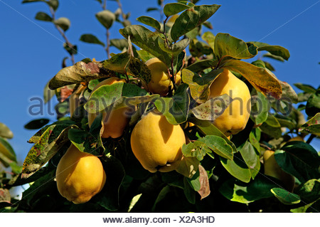 Ripe Quinces (Cydonia oblonga) on a branch