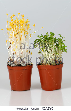 Cress seedlings left grown in normal light compared to seedlings Stock ...