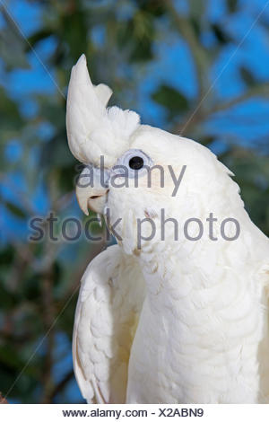 cockatoo bird for sale philippines