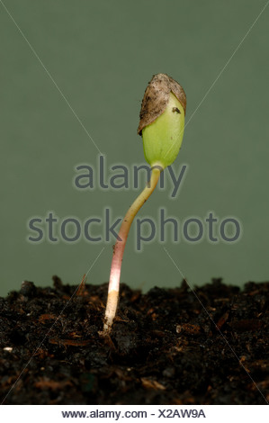 Apple seed germinating Stock Photo - Alamy