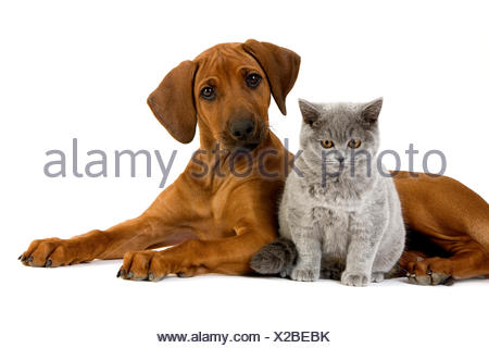 Two Male Rhodesian Ridgeback Dogs Sitting On A Meadow Germany