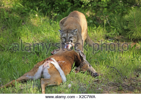 am Aas - on carcass mit Beute - with prey puma pumas felid felidae ...