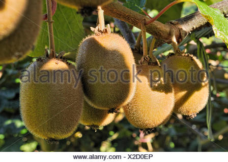 Kiwi Fruit growing in New Zealand Stock Photo: 69819177 - Alamy