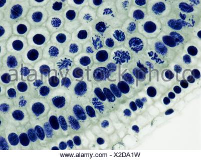 Mitosis. Light micrograph of onion (Allium cepa) root tip cells ...