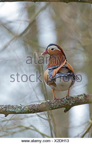 Mandarin Duck Aix galericulata male Arundel UK