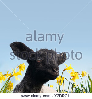 Lamb walking in field of flowers