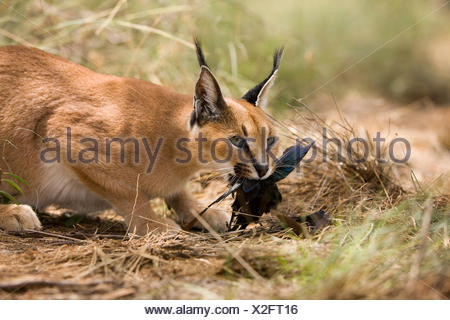 Caracal, caracal caracal, Adult with a Kill, a Cape Glossy Starling