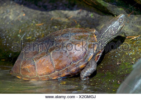 Chinese pond turtle, Chinemys reevesii Stock Photo: 60541740 - Alamy