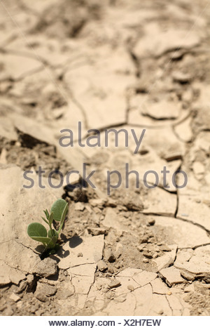 Scarce vegetation in a dried streambed, Tabernas, Spain