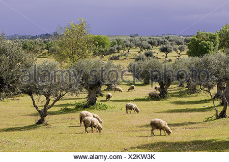 Portugal Algarve olive trees sheep-herd landscape agriculture animals ...