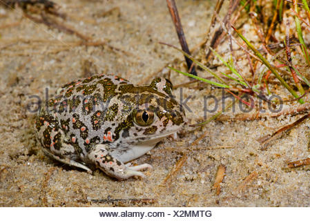 Eastern European spadefoot, Syrian spadefoot (Pelobates syriacus), Syrian spadefoot sitting on sandy ground, full-length portrait, Romania, Dobrudscha, Donaudelta, Donau-Delta, Vadu